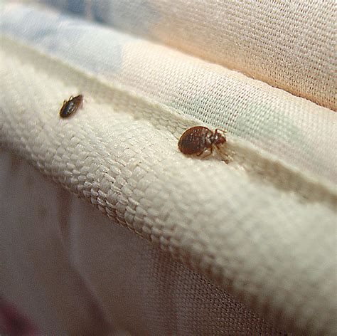 bed bug .